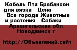 Кобель Пти Брабансон для вязки › Цена ­ 30 000 - Все города Животные и растения » Собаки   . Архангельская обл.,Новодвинск г.